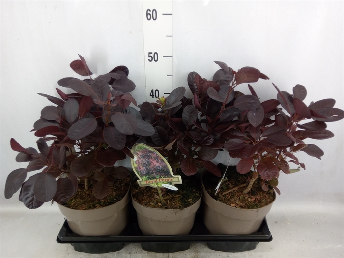 <h4>Cotinus cogg. 'Royal Purple'</h4>