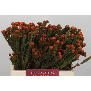 Kaaps Groen Tortum Orange