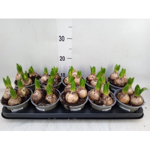 Hyacinthus orie. 'Pearl White'