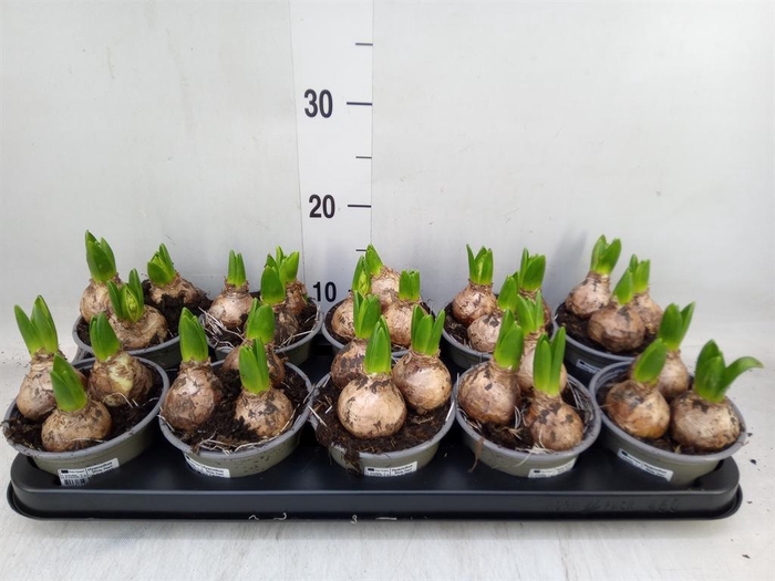 <h4>Hyacinthus orie. 'Pearl White'</h4>