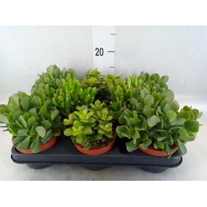 Crassula   ...mix