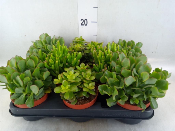 <h4>Crassula ...mix</h4>
