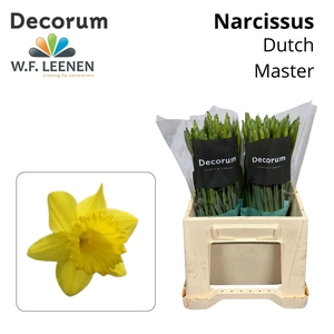Narcissus Dutch Master 566