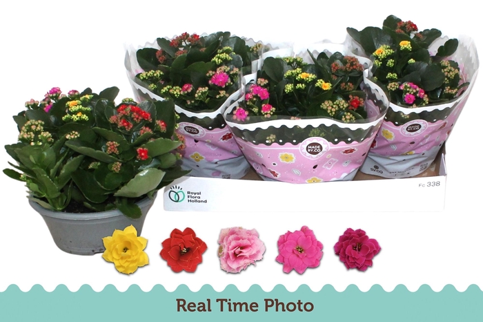 <h4>KAL GE GEM I POT</h4>