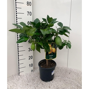 Citrus meyeri Lemon on stem