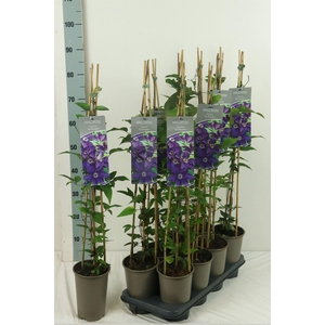 Clematis EL 'The President'