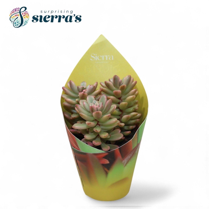<h4>Sedum Rubrotinctum Variegata (Sierra)</h4>