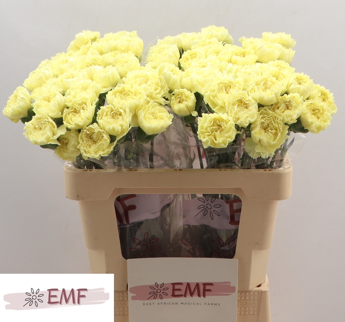 <h4>DI ST LUIZA</h4>