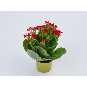 KALANCHOE DOBRADO MINI P06 VERMELHO