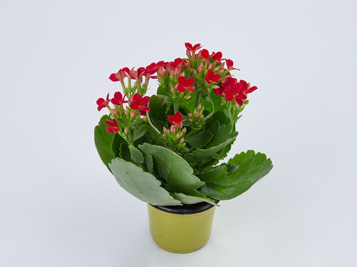 <h4>KALANCHOE DOBRADO MINI P06 VERMELHO</h4>