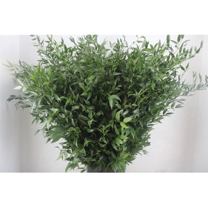 Ruscus Long 4 Stems P Bunch