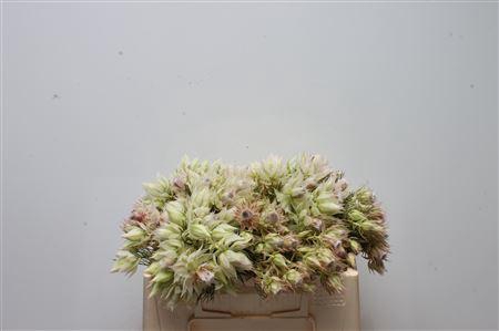 <h4>Blushing Bride 6-10</h4>