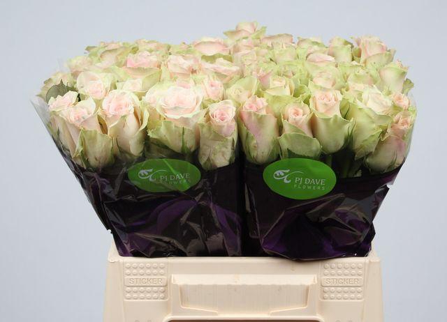 <h4>R GR LA BELLE</h4>