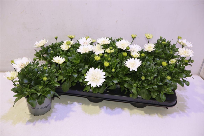 <h4>Osteo 3d Nanuk</h4>