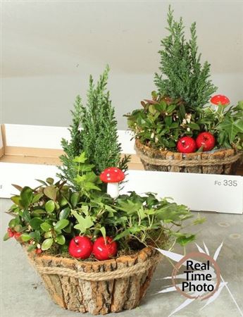 arr8 Arr Tuinplanten In Houtschors Bakje