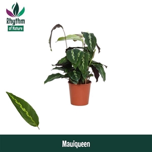 Calathea overig
