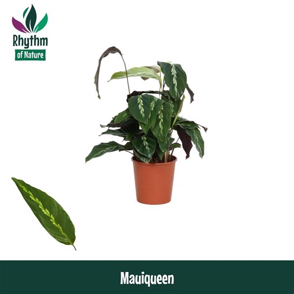 <h4>Calathea overig</h4>