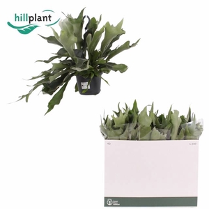 Platycerium bifurcatum The Netherlands 17Ø 40cm