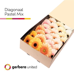 Ge Gr Mix Pastel Box United