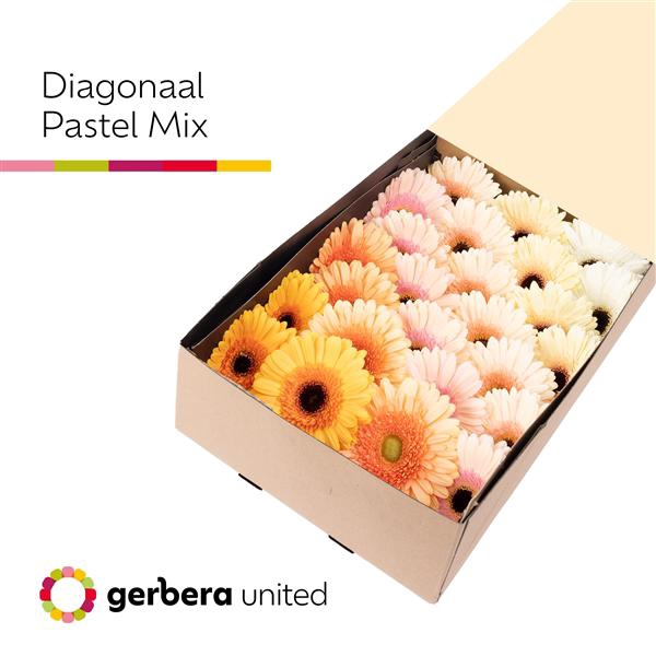 <h4>Ge Gr Mix Pastel Box United</h4>