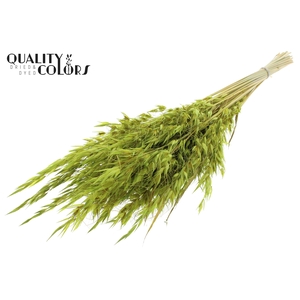 Avena Wild per bunch Light Green