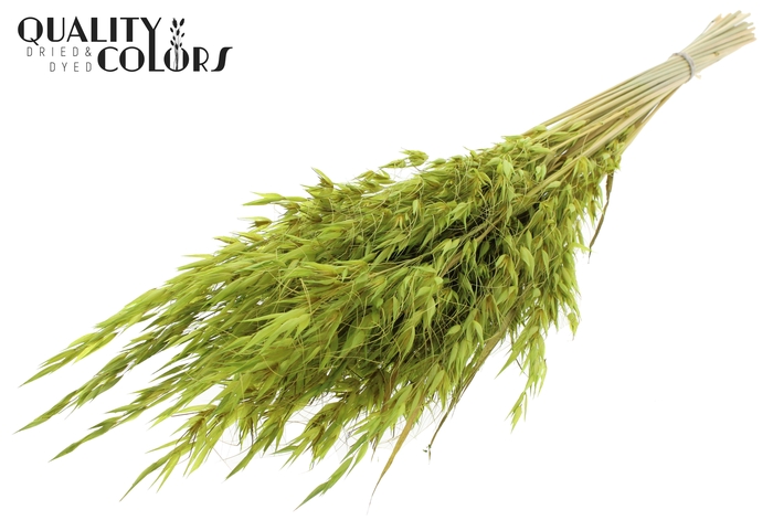 <h4>Avena Wild per bunch Light Green</h4>