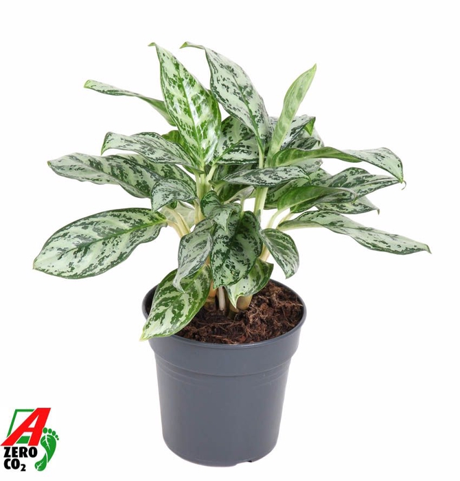 <h4>Aglaonema Patricia</h4>