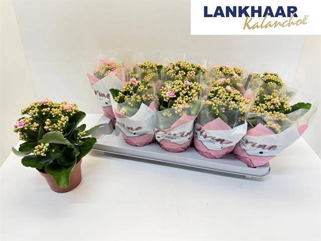 <h4>KAL GE PERFECTA PINK</h4>