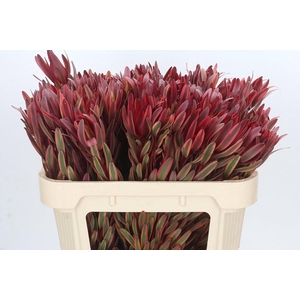 Leucadendron Jester