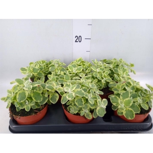 Helichrysum splendidum