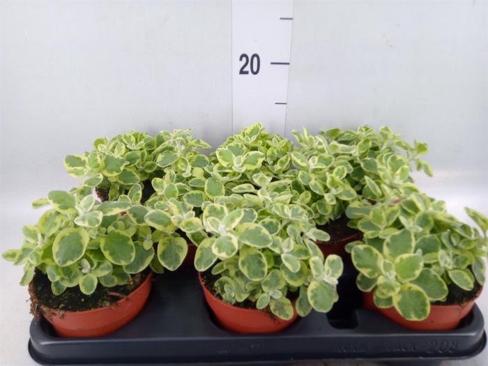 <h4>Helichrysum splendidum</h4>