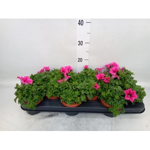 Petunia  'Surfinia Hot Pink'