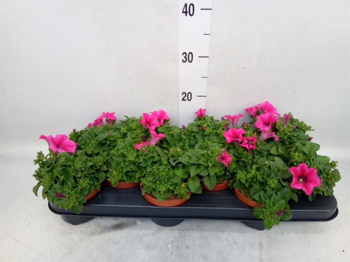 <h4>Petunia  'Surfinia Hot Pink'</h4>
