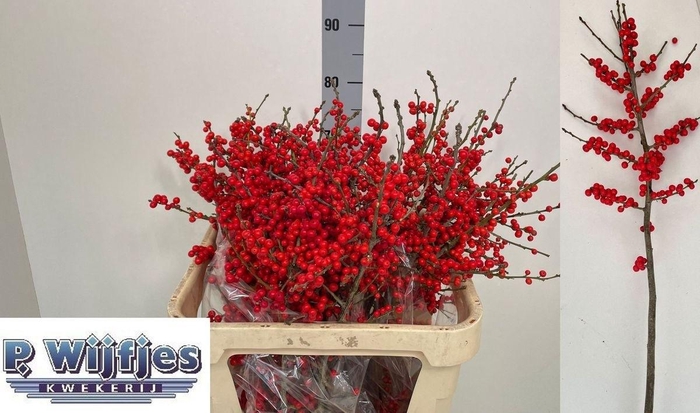 <h4>ILEX VE RODE BES</h4>