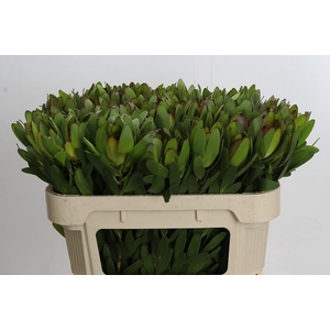 Leucadendron Goldstrike