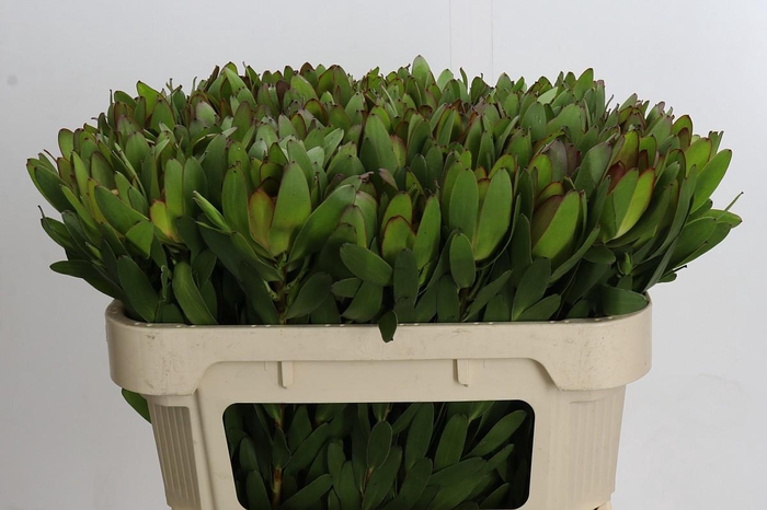 <h4>Leucadendron Goldstrike</h4>