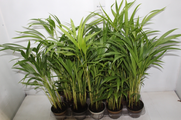 <h4>ARECA BAMBU P11</h4>