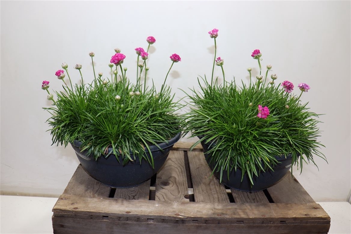 <h4>arr8 Armeria Maritima In Terraspot</h4>