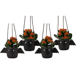 KALANCHOE BLOSSF P6 FLAPPY