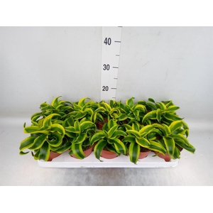 Dracaena frag. 'Tornado'