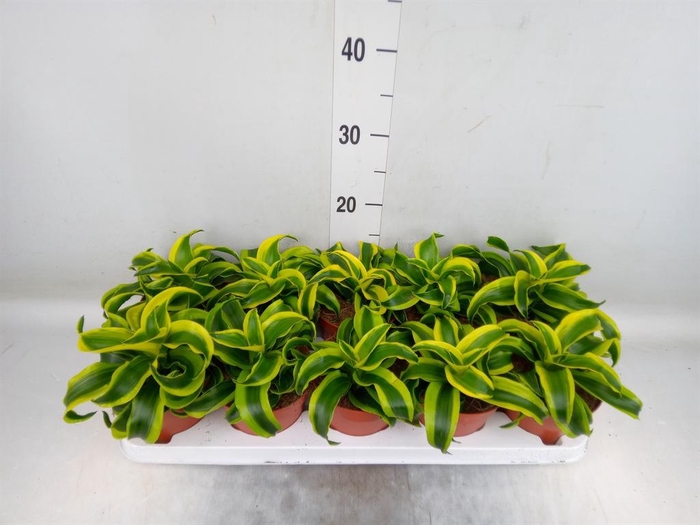 <h4>Dracaena frag. 'Tornado'</h4>