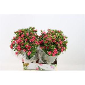 Di Barb Doblino Pink