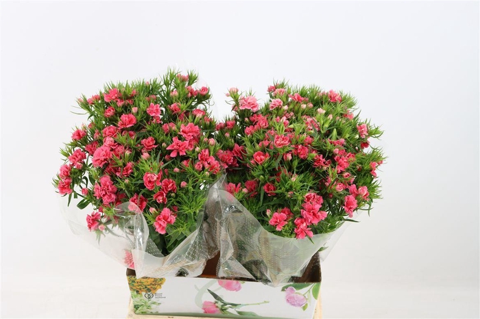 <h4>Di Barb Doblino Pink</h4>