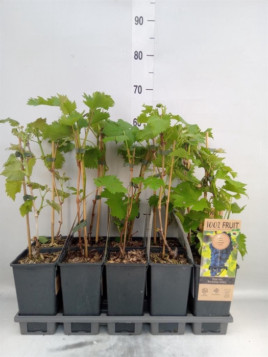 <h4>Vitis   ...</h4>