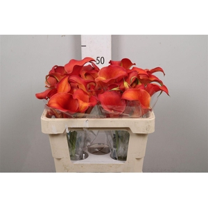 Calla Odeon | Dubbelbloemig