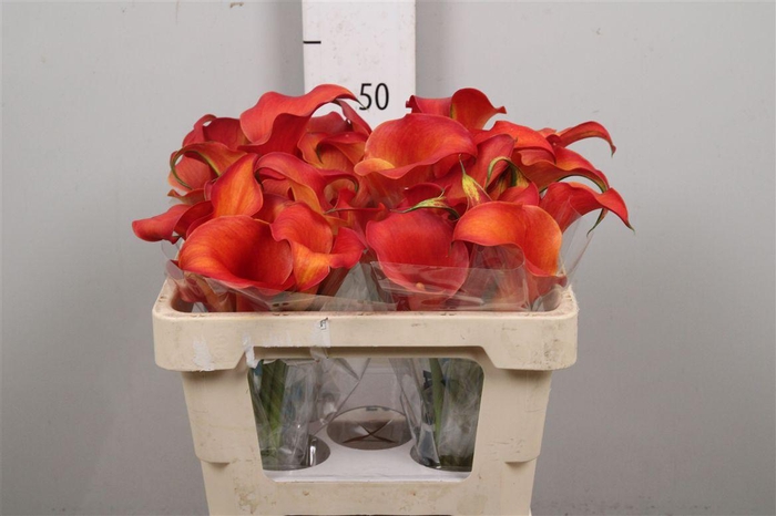 <h4>Calla Odeon | Dubbelbloemig</h4>