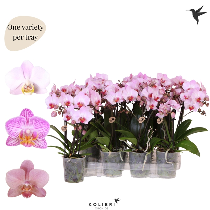 <h4>Kolibri Orchids Phalaenopsis Mineral pink 3 spike no potcover</h4>
