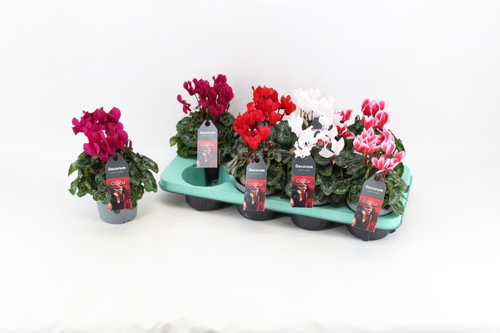 Cyclamen Christmas mix | Decorum