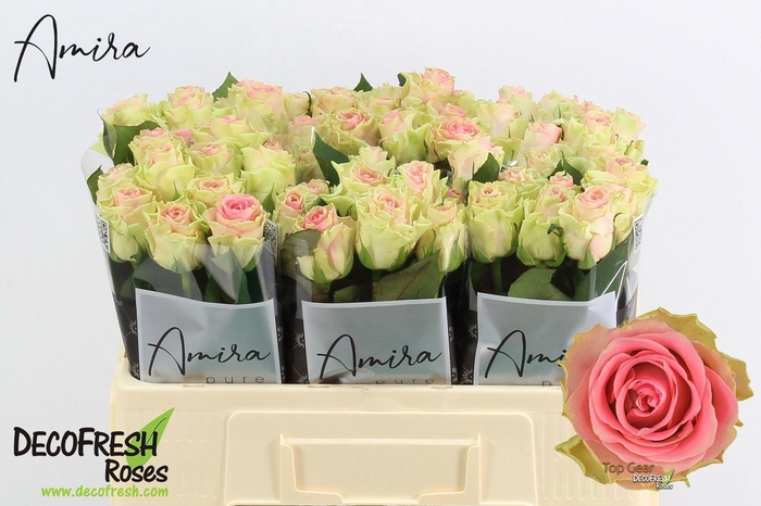 <h4>R GR TOP GEAR!</h4>