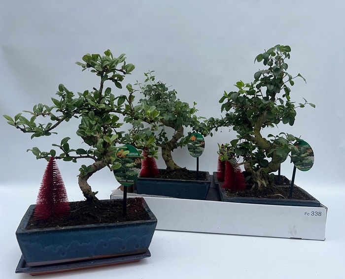 <h4>BONSAI GEM</h4>